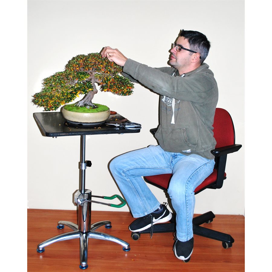 Acheter Plateau tournant rond pour bonsaï de 10 pouces, plaque tournante,  affichage de cuisine à domicile