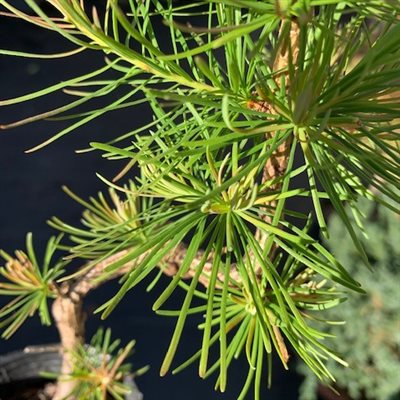 Larix Decidua (European Larch) - Styled