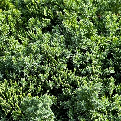 Juniperus Procumbens Nana