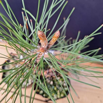 Pinus nigra austraica (Austrian Black Pine) - Styled