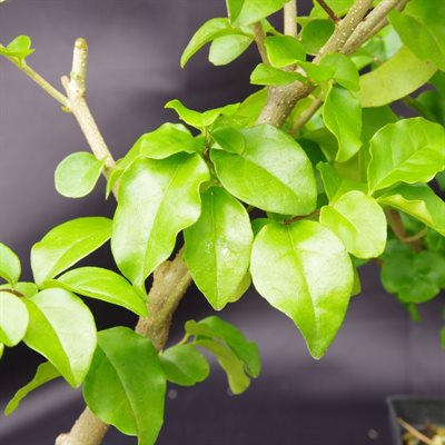 Ligustrum Sinense (Troêne de Chine)