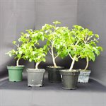 Ligustrum Sinense (Chinese privet)