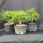 Ficus Oriental