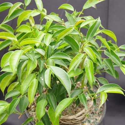 Ficus Oriental