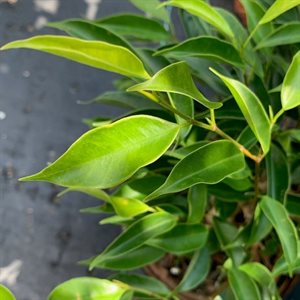 Ficus Oriental