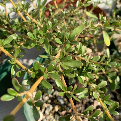 Coprosma Kirkii