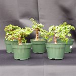 Portulacaria Afra (Mini Jade) - Minima