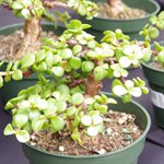 Portulacaria Afra (Mini Jade) - Minima